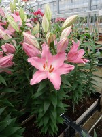 [5368 Crosser VZ No01.JPG]